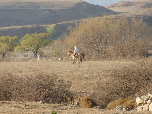 Caballero driving the horses to their pasture.